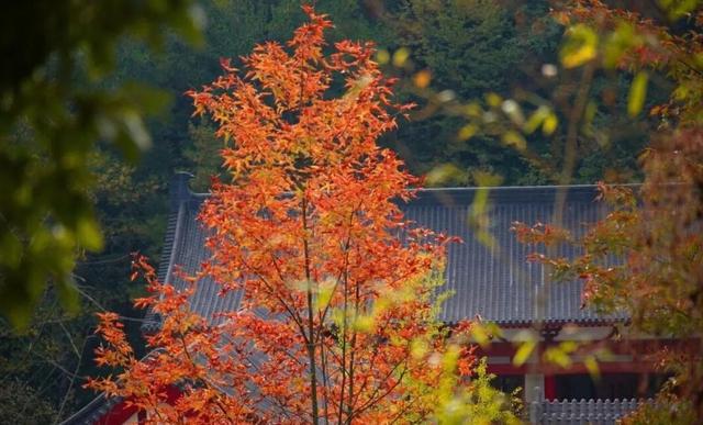 巨出片！观音湖「延迟版」秋景亮相