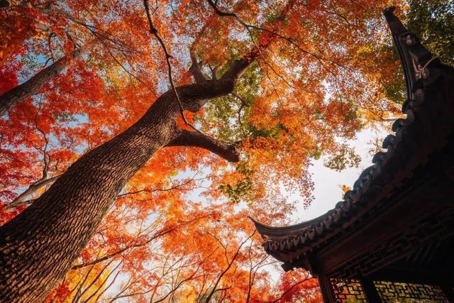 秋色限定!沪上园林已达颜值巅峰→
