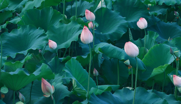 8月4日，旬阳市小河镇荷美生活季文旅活动开启，等你赴约~