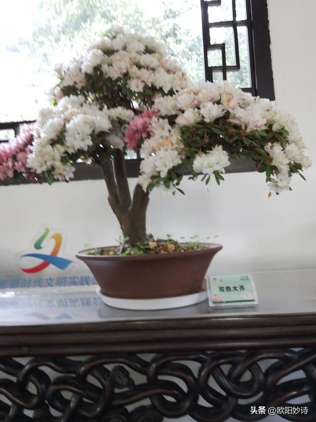 我和老公去上海“方塔公园”玩,没想到路上又捡了“醉白池公园”