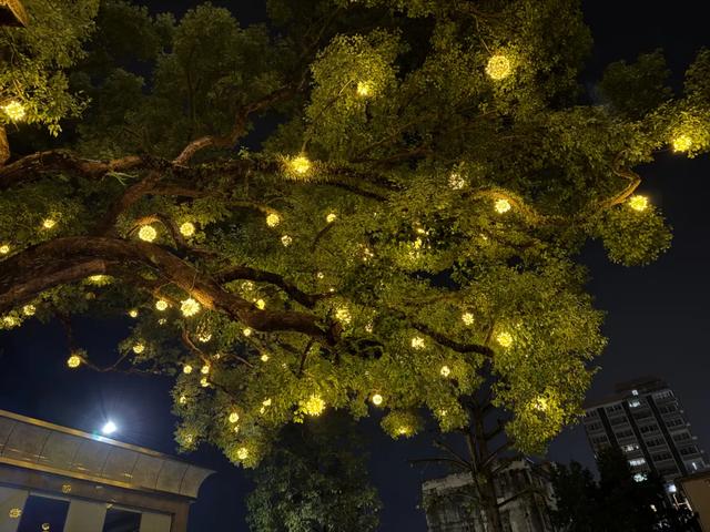 怀集新天地二期夜光首秀!3D水幕、古树星辰,你打卡了吗?