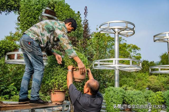 秦皇岛山海关金秋长城菊展开展在即，布展现场抢先看！