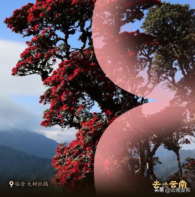 3月来云南赏春日繁花！