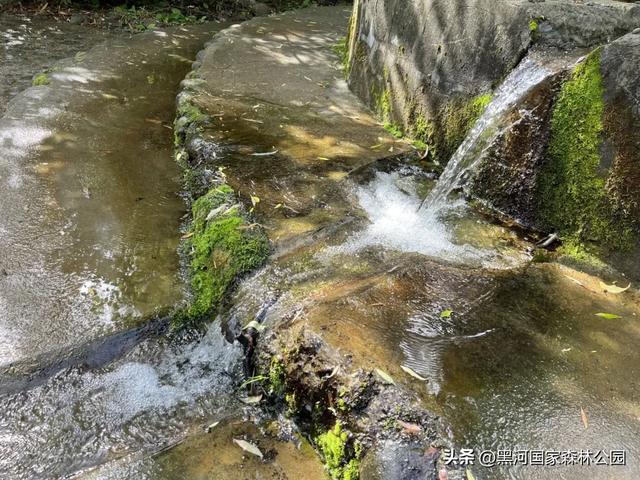 拒绝“蒸笼模式”,在黑河畅享20℃+的清凉时光