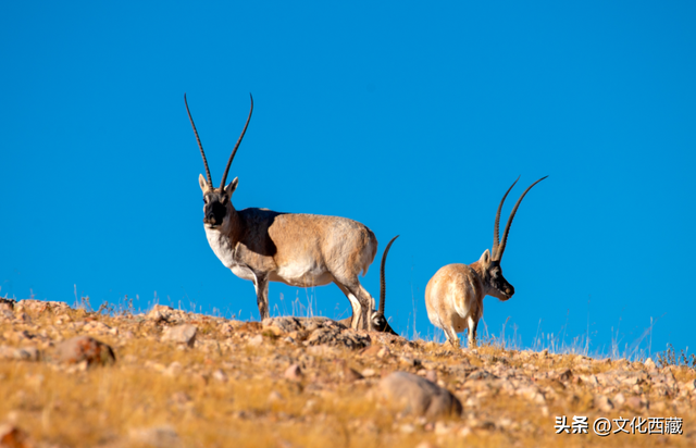一文掌握西藏旅行！全景资源地图出炉，玩出新高度！