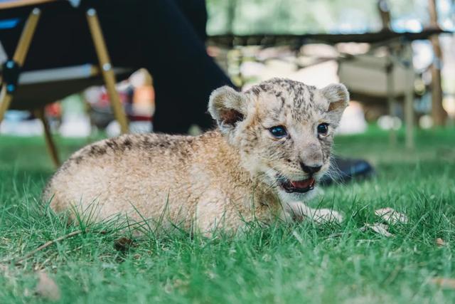 【萌狮叫醒服务】上线!快来给“最萌查房官”取个神仙名字吧!