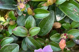 老一辈口中的“痔疮草”，小时候很多人都吃过它的果实图片