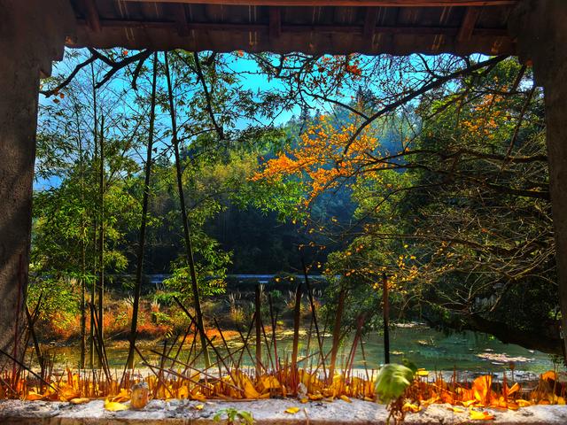 后叶村的古银杏浅唱低吟