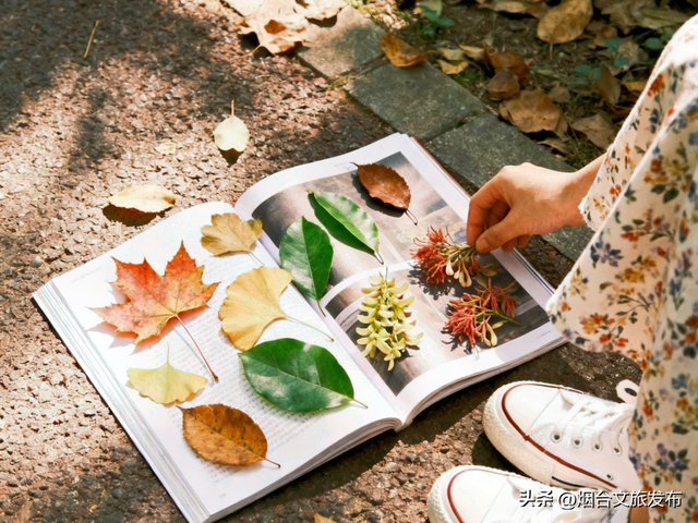 【乐游烟台】低头捡个秋！我收藏了整个烟台的秋天