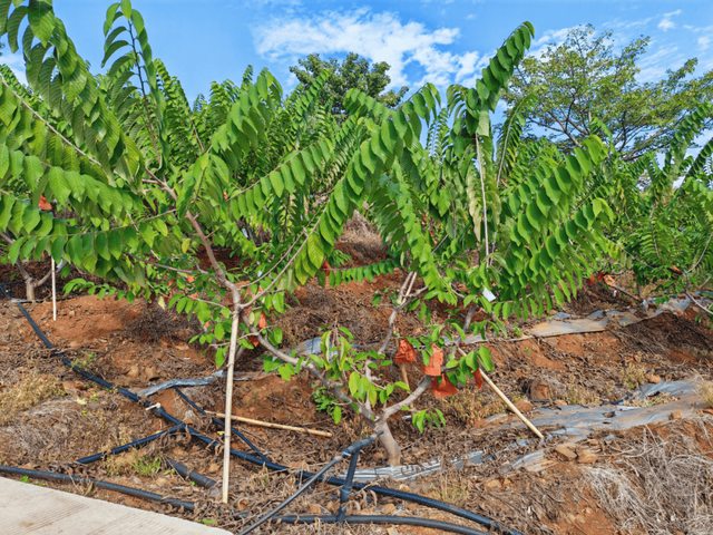 【美丽四川】米易西山展新貌‖袁征