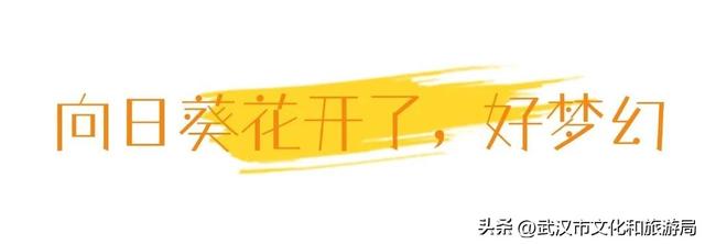武昌花海又上新，美得很治愈！