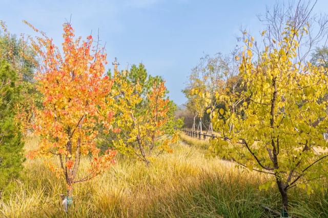 收藏一个秋天,石景山绝美秋色大公开