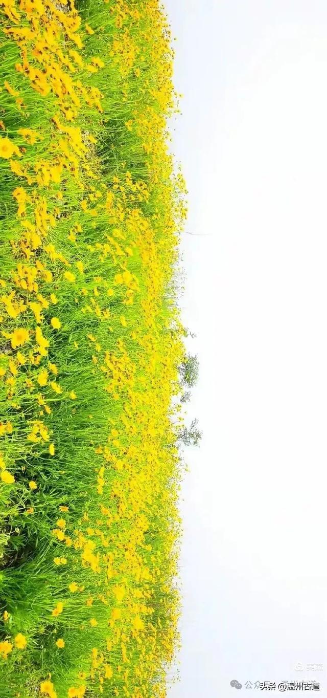 打卡最美风车花海！台州这个森林公园的夏天最烂漫，你可去过？