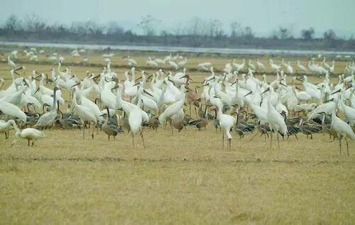 “啊呀，我开心得不得了！”一位科学家爱上观鸟