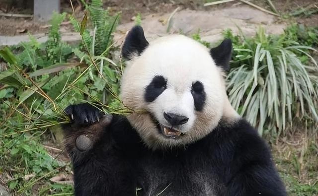 没有回旋余地，中国下令直接收回，17万日本人泪奔，高市闯祸了！