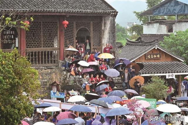 柚香润古城 漫卷文旅风——三江侗族自治县丹洲镇柚子文化活动见闻