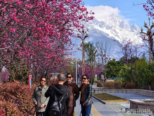 晴日樱花配雪山！丽江樱花大道直接封神