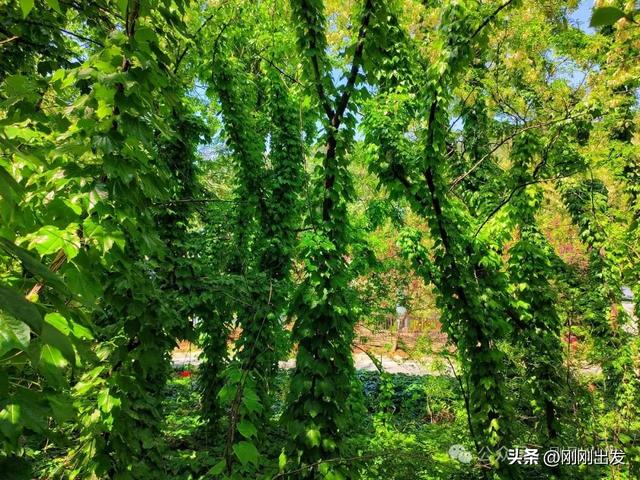 大连发现一片神秘树林,仿佛走进绿野仙踪