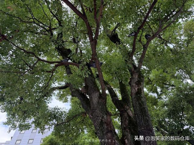 iPhone 17 Pro Max首发体验