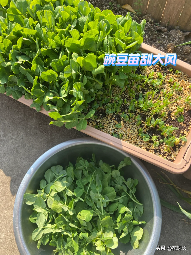女子离家半个月，一院子南瓜“成了精”，网友：天呐，羡慕死了！