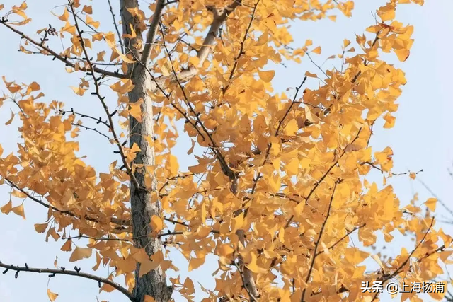 杨浦“赏秋地图”来啦！拿好→出发！