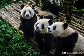 探访国宝：成都看大熊猫除了市区的熊猫基地，还有都江堰熊猫谷图片