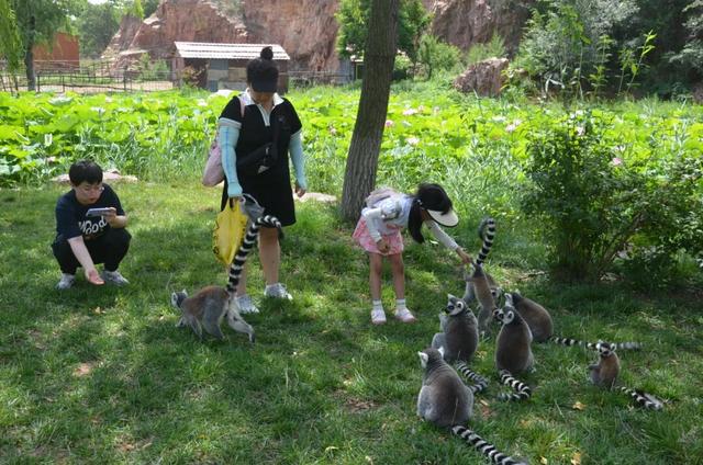 潍坊人有自己的“疯狂动物城”！冲！冲！冲！