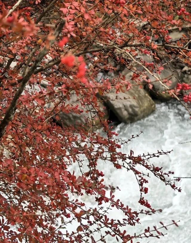 【美丽四川】平武沙棘沟行记：穿过五公里雨雪晴阴 收获“无执”的秋日‖柳红樱