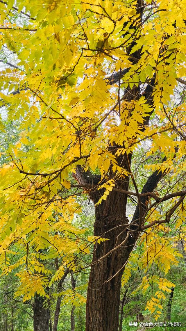 秋染五泉山:兰州城畔的千年诗意与一季斑斓