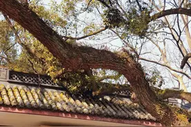 中国最赚钱的八座寺庙，和尚们个个富得流油，你知道几个？图片