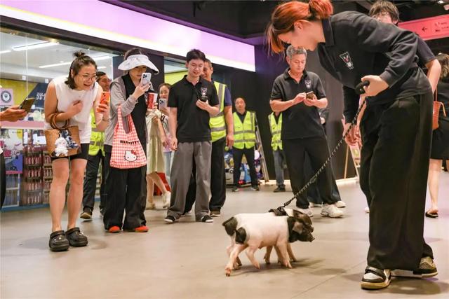 “熊猫猪猪”主题服务区亮相，路过金华别错过