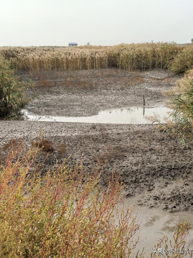 2025辽宁赏秋之旅日记(6)——到辽河口中国最北海岸线看日出 观鸟