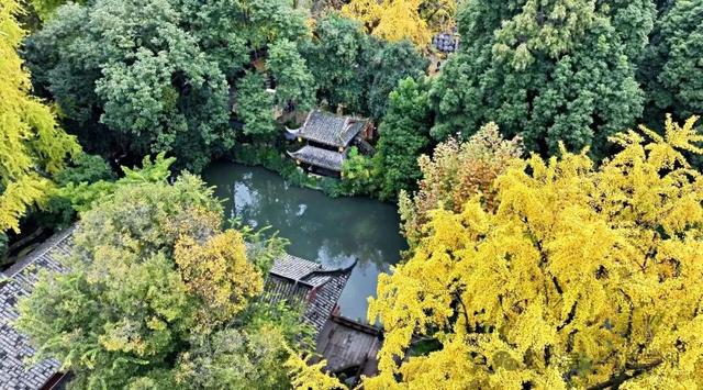 速来→崇州正上演初冬金色浪漫大片！