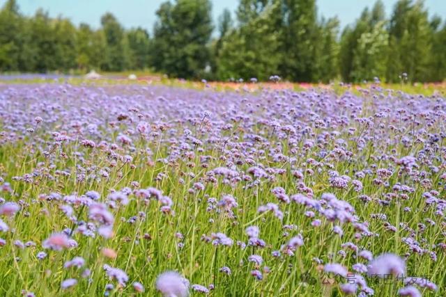 秋日限定！康巴什“花海”翻涌