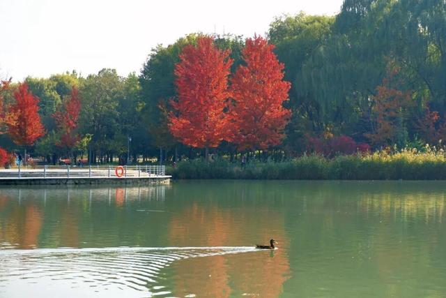 实拍！海淀“莫奈花园”已开启五彩斑斓“童话模式”