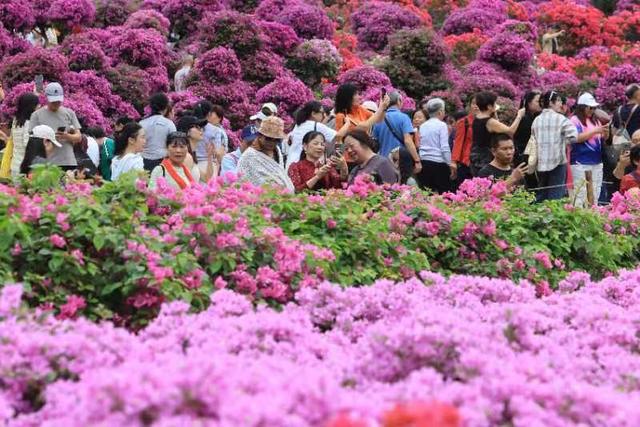 莲花山公园“人从众” 2025深圳簕杜鹃赏花周顶流花海“热到爆”