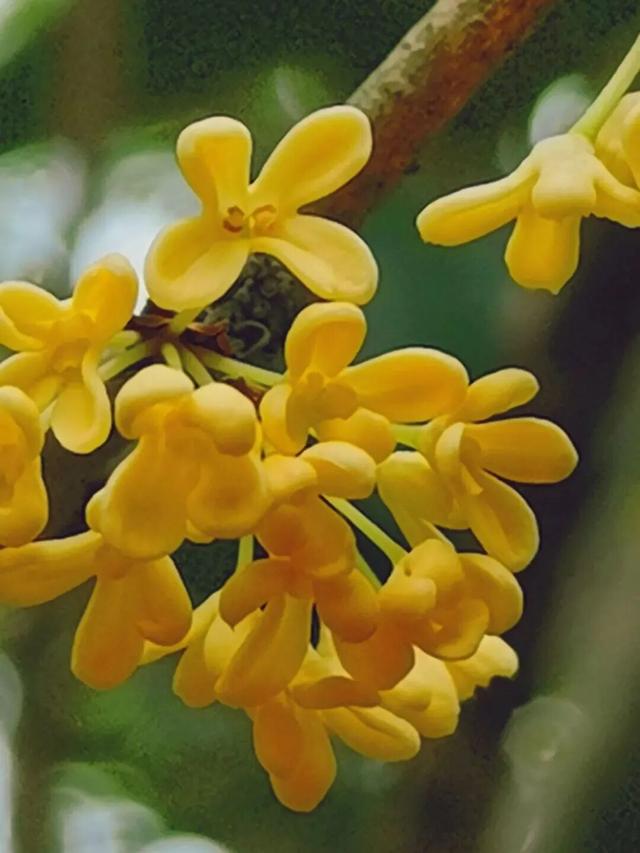 惠聚美好丨秋来桂香飘，寻味红花湖