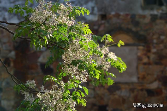 到无锡“楝城"去走走，看紫色，闻花香