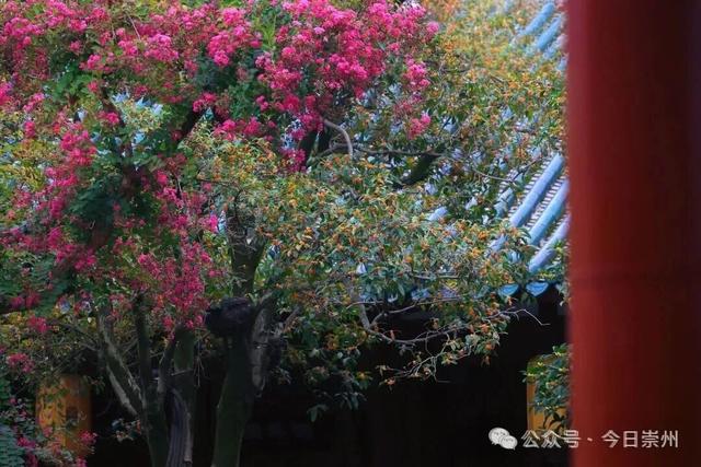 崇州新品“香氛”已上线，隔着屏幕都闻到了香味