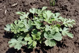 露天西瓜苗弱长不好？老农教你三招，瓜藤粗壮结果多图片