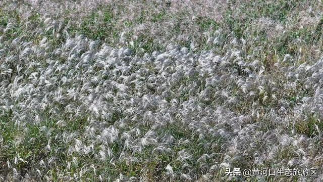 【情满双节游东营】月圆黄河口 情满中秋节