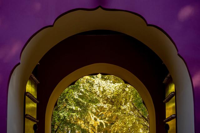 中山公园赏银杏