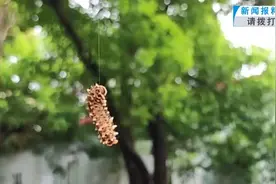 武汉这条路出现大量吊丝的虫！原来是它在作怪……专家提醒图片