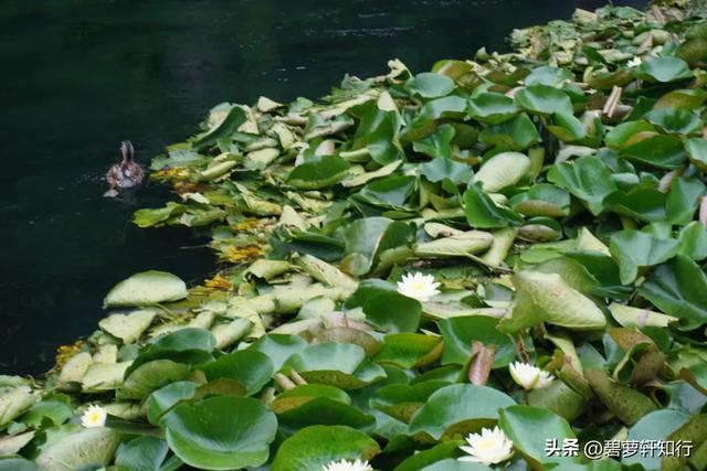 北京什刹海西海湿地公园：人少景美的赏荷胜地，还有一座美术馆