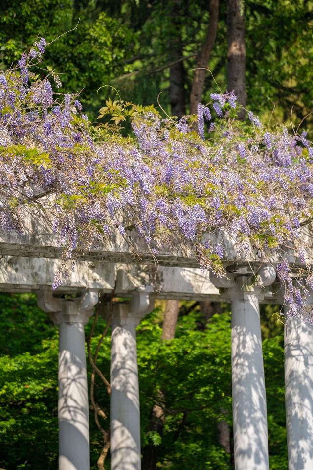 杭州春日“绝绝紫”瀑布已上线！