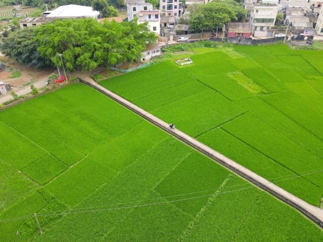 藏在海口秀英的太极村，400年历史古村落，一年四季有不同的美