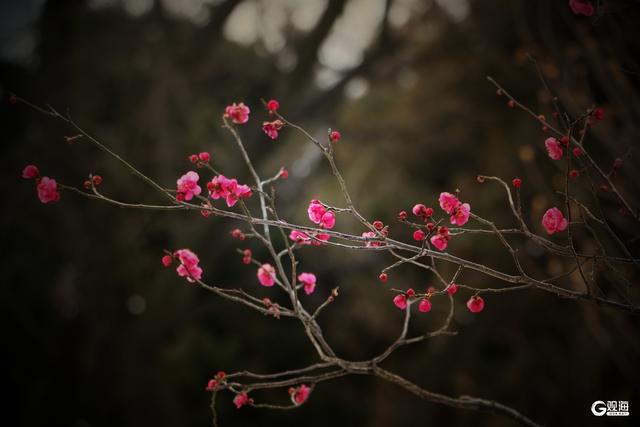 “梅”好上线，解锁“冬游青岛”新地标