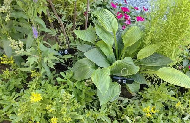 解锁宝藏标地、花植印章和惊喜福利！来花乡，开启秋日的City Walk——