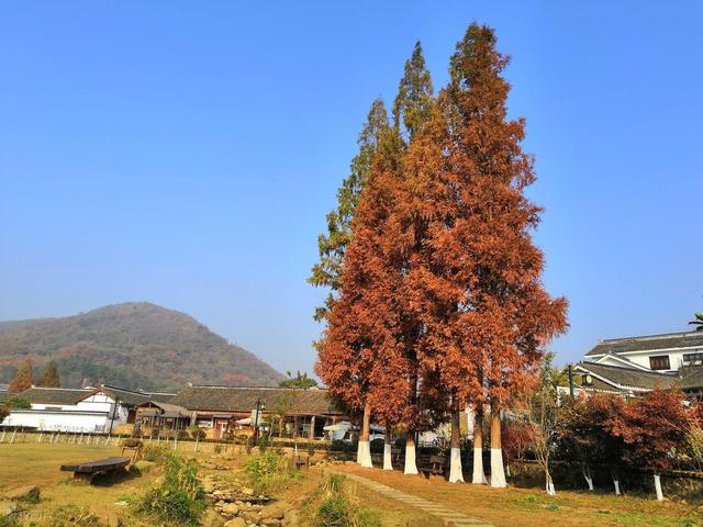 南京又一公园火了！高空栈道+枫林小径，被誉为南京秋景天花板