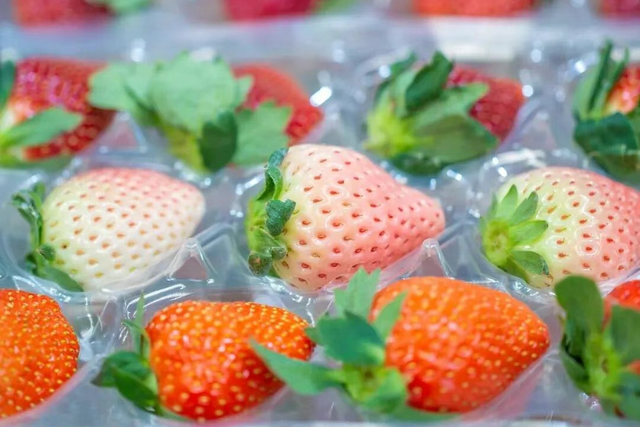 长三角果香正浓！快到这些当季采摘点位探“鲜”吧~